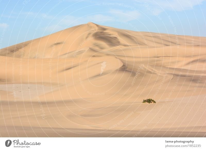 widerstandsfähig Ferien & Urlaub & Reisen Ausflug Abenteuer Ferne Safari Expedition Sand Wärme Dürre Sträucher Grünpflanze Wüste Namib Düne Swakopmund Namibia