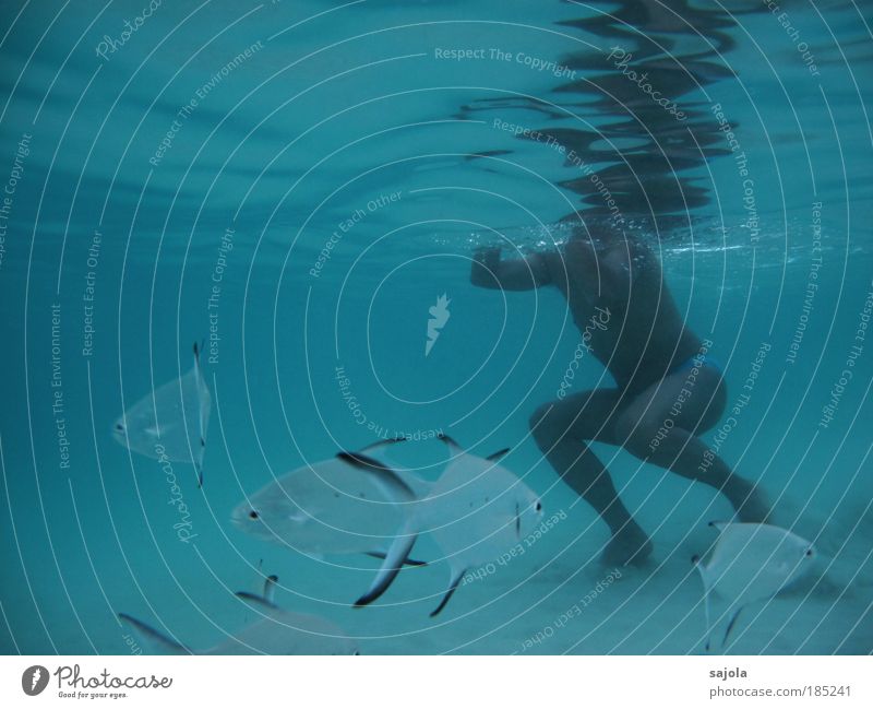 schwimmen mit fischen Mensch maskulin Mann Erwachsene 1 Umwelt Natur Tier Küste Meer Redang Malaysia Asien Südostasien Wildtier Fisch Tiergruppe Schwarm blau