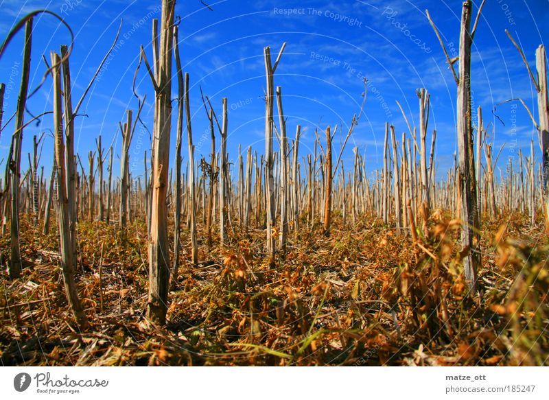 kein bett im Kornfeld Landwirtschaft Forstwirtschaft Umwelt Natur Landschaft Pflanze Erde Himmel Herbst Nutzpflanze Getreide Weizen Feld Klima trocken Moos