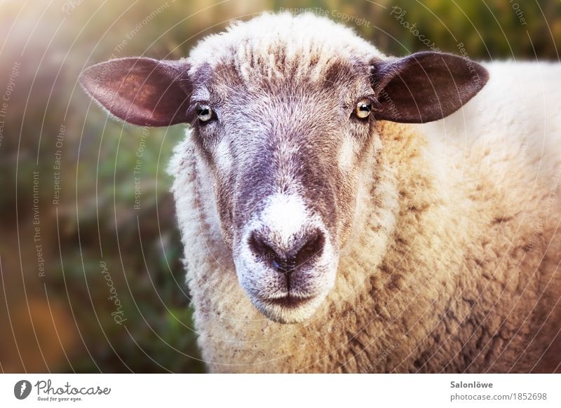 Ganz schön Schaf Natur Tier Haustier Neugier Ohr Blick Wolle Fragen hören Sommer Schere Klarheit Auge Vegetarische Ernährung Fleisch Schlachtung Außenaufnahme