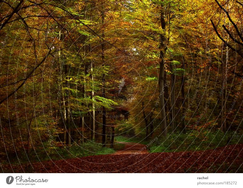Grimms Wald Umwelt Natur Herbst Baum Sträucher träumen Laubwald Buche Birke Wege & Pfade Blatt Fußweg Herbstlaub Verhext ungemütlich Spaziergang Rascheln