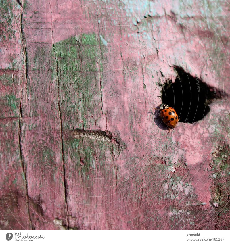 Wohnung des Marienkäferweibchens Umwelt Natur Tier Wildtier Käfer Insekt 1 Holz rosa Loch Farbfoto mehrfarbig Außenaufnahme Strukturen & Formen Menschenleer