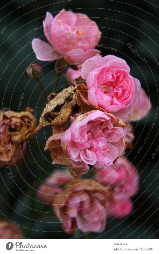 rosig Pflanze Rose Blüte Blühend Duft verblüht dehydrieren schön braun rosa Stimmung Ausdauer standhaft Traurigkeit Zufriedenheit bedrohlich Natur Trauer