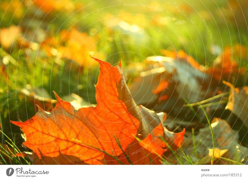 Herbstfrisch Umwelt Natur Landschaft Pflanze Blatt alt fallen ästhetisch gold Gefühle Zeit Herbstlaub herbstlich Jahreszeiten Färbung Farbfoto mehrfarbig