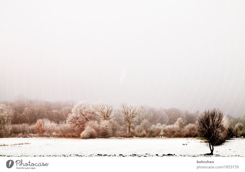 weißheit | das erste weiß ist das schönste Natur Landschaft Erde Himmel Wolken Herbst Winter Nebel Eis Frost Schnee Schneefall Baum Sträucher Zweige u. Äste