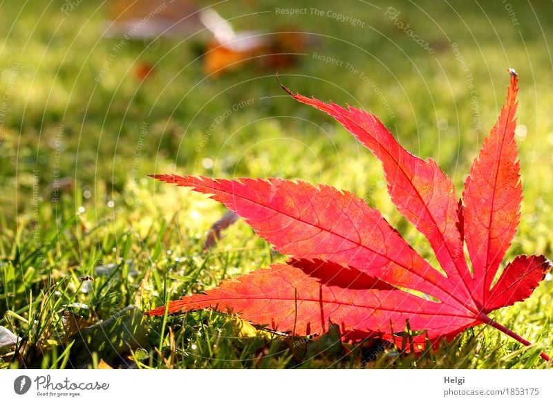 Happy Birthday... | im Rampenlicht II Umwelt Natur Pflanze Herbst Schönes Wetter Gras Blatt Ahornblatt Blattadern Garten leuchten liegen dehydrieren ästhetisch
