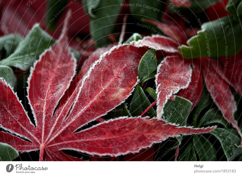 Weißheit | ganz dezent am Rand... Umwelt Natur Pflanze Herbst Eis Frost Blatt Ahornblatt Blattadern Garten frieren liegen dehydrieren ästhetisch authentisch