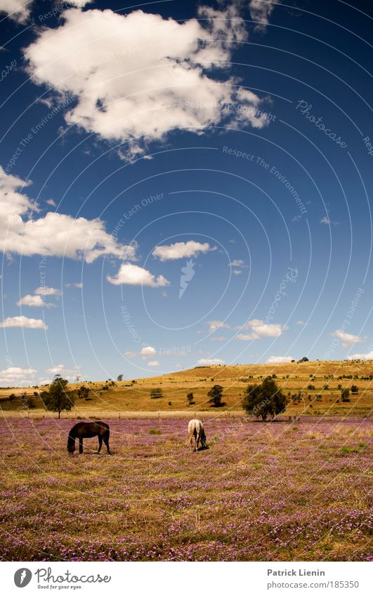 richtig kitschig! Landschaft Luft Himmel Wolken Schönes Wetter Pflanze Blüte Wiese Hügel Tier Pferd 2 Tierfamilie Kitsch Australien blau Blauer Himmel