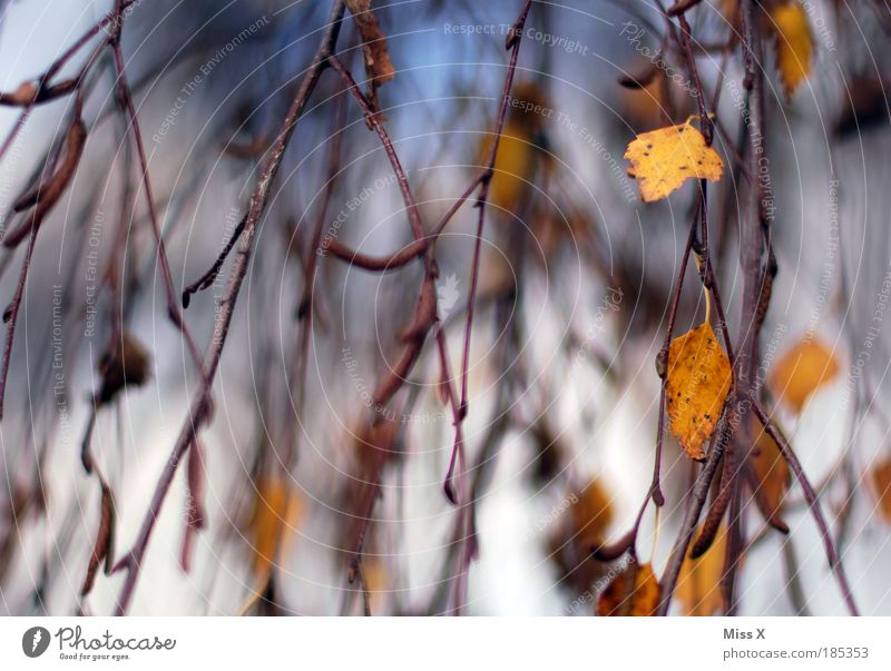 Wasserfall Umwelt Natur Himmel Herbst Wind Baum Blatt Park Birke herbstlich Zweige u. Äste wehen Bewegung Rauschen Außenaufnahme Nahaufnahme Menschenleer