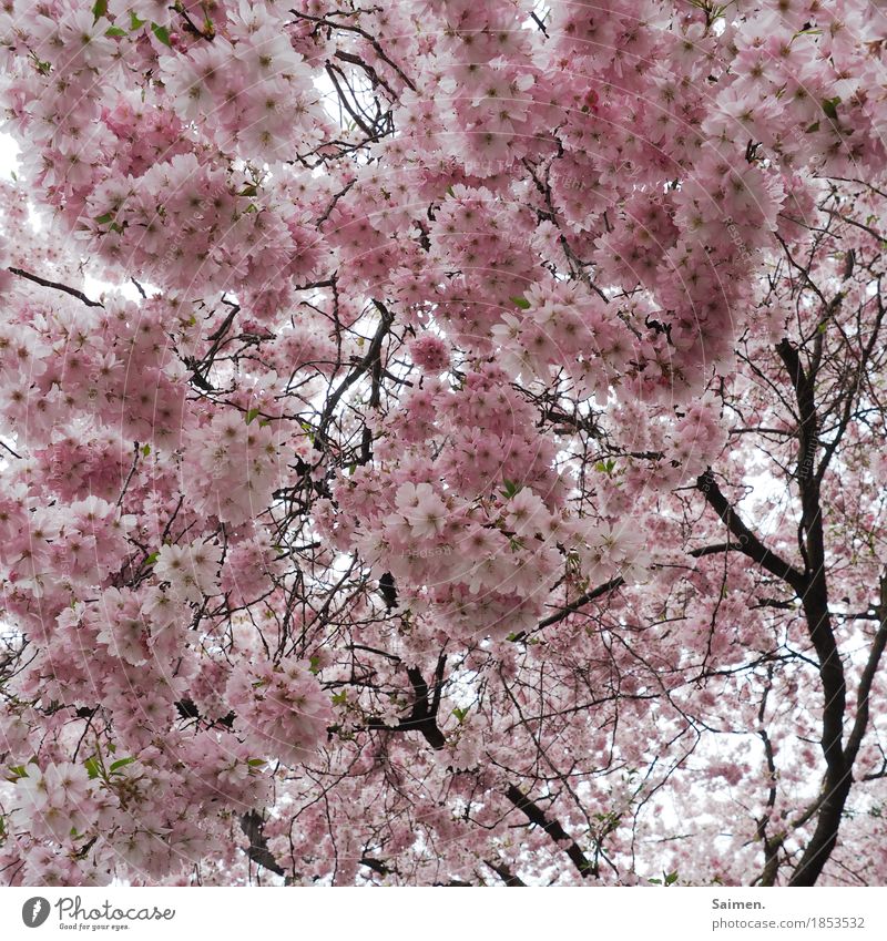 Zuckerwattebaum Umwelt Natur rosa Mandelblüte Mandelbaum Baum Ast Blüte Blütenblatt Zweige u. Äste Farbfoto Außenaufnahme Nahaufnahme Detailaufnahme Tag