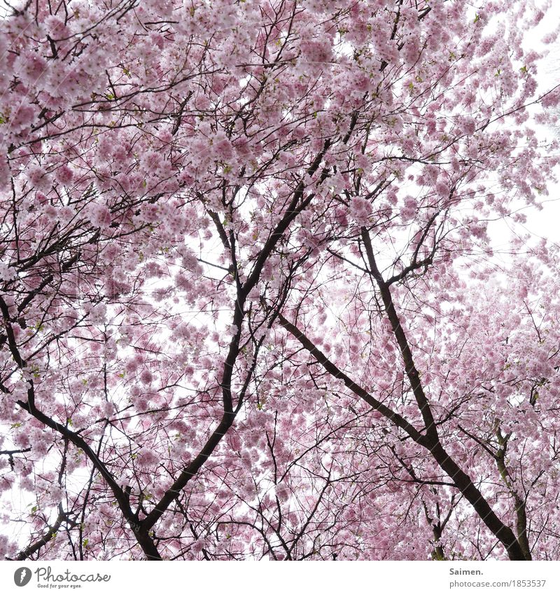 Zuckerwattengeäst Natur kuschlig ästhetisch Zufriedenheit Mandelbaum Mandelblüte Baum Ast weich sanft Asien natürlich ruhig rosa Farbfoto Außenaufnahme