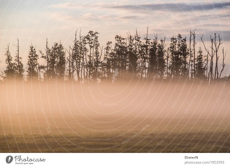 Nebelschwaden Landschaft Erde Herbst Klima Baum Feld grün rosa Mecklenburg-Vorpommern Farbfoto Gedeckte Farben Außenaufnahme Menschenleer Textfreiraum unten