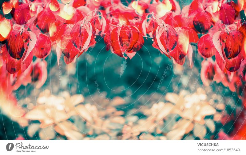 Schöne rote Herbstblätter Lifestyle Stil Design Garten Natur Pflanze Schönes Wetter Baum Sträucher Blatt Park Fahne gelb Hintergrundbild Laubbaum mehrfarbig