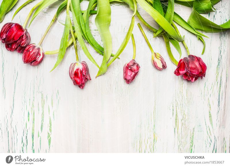 Schöne rote Tulpen auf hellem Hintergrund Stil Design Dekoration & Verzierung Feste & Feiern Valentinstag Ostern Natur Pflanze Frühling Blume Blatt Blüte