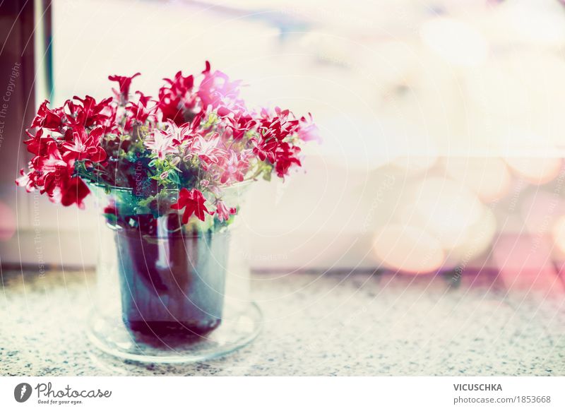 Rote Blumen im Blumentopf am Fenster Lifestyle Stil Design Sommer Häusliches Leben Wohnung einrichten Innenarchitektur Dekoration & Verzierung Natur Pflanze