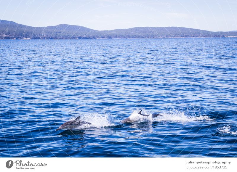 Delphine, die in Maria Island springen Glück schön Leben Spielen Tourismus Kreuzfahrt Sommer Strand Meer Insel Menschengruppe Natur Tier Sand Küste Fähre
