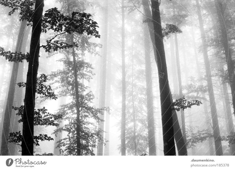 gedankenvisualisierung Natur Landschaft Erde Herbst Nebel Baum Wald alt beobachten berühren Denken entdecken fallen ästhetisch bedrohlich dunkel Gefühle
