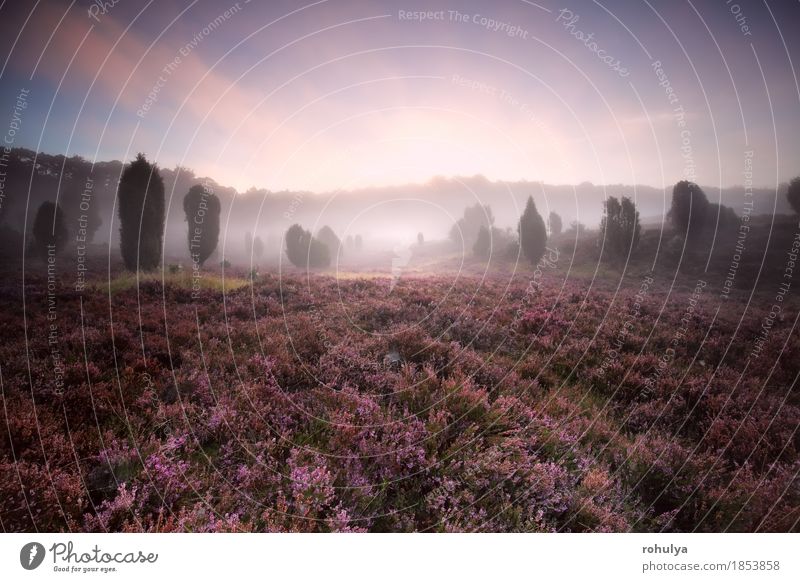 blühendes Heidekraut während des nebeligen Sonnenaufgangs Sommer Natur Landschaft Pflanze Himmel Nebel Baum Blume Blüte Wiese Wald Hügel wild rosa Gelassenheit