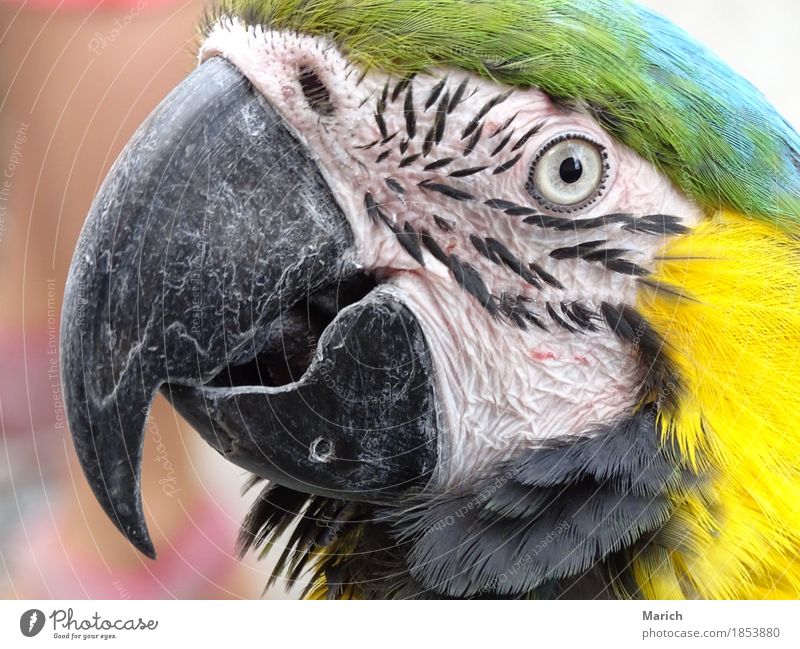 Portrait eines Gelbbrustara Tier Vogel Tiergesicht Zoo Natur Neugier Ara Papageienvogel tropisch Blick in die Kamera Porträt Schnabel Auge Farbfoto