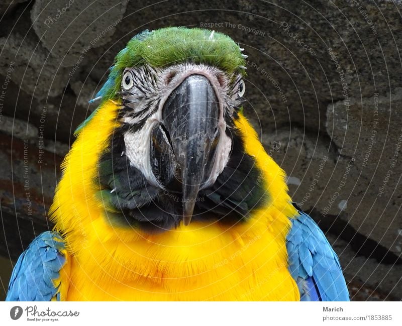 Gelbbrustara im Portrait Vogel Tiergesicht 1 Freundlichkeit blau gelb Farbfoto Außenaufnahme Nahaufnahme Tag Porträt Tierporträt Vorderansicht Blick
