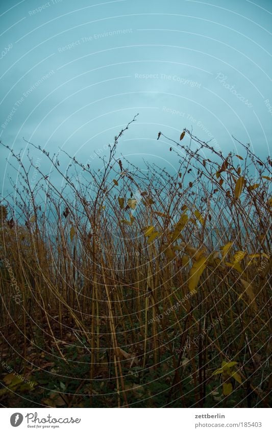 Der Horizont ist schief Ast Zweig Sträucher Pflanze Herbst Herbstlaub Oktober November Meer Ostsee Perspektive Mecklenburg-Vorpommern Küste Abend Dämmerung