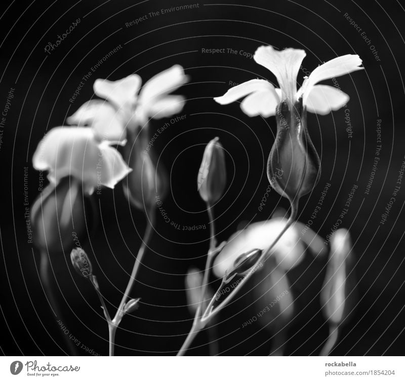 Wiesenblume Natur Pflanze Frühling Sommer Blume Blüte Blühend Wachstum Schwarzweißfoto Außenaufnahme Nahaufnahme Menschenleer Licht Schatten