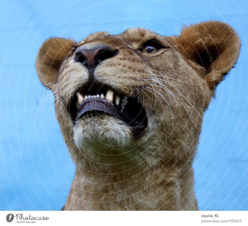 Echt oder Unecht... Wildtier Fell Löwin Maul Fangzahn Raubkatze Katze Ohr Außenaufnahme Tag