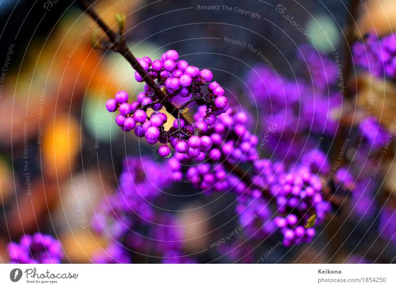 Violet beautyberry callicarpa fruit Garten Gartenarbeit Umwelt Natur Herbst Pflanze Sträucher exotisch Blühend violett Freude Glück Fröhlichkeit schön Farbfoto