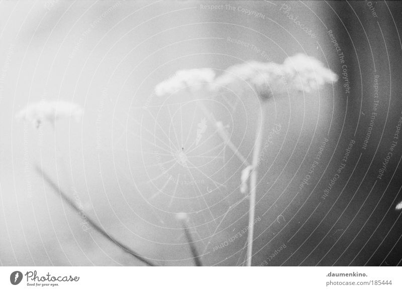 bonjour tristesse Natur Landschaft Herbst Nebel Spinne Netz beobachten berühren entdecken ästhetisch bedrohlich dunkel Gefühle Stimmung Müdigkeit Sehnsucht
