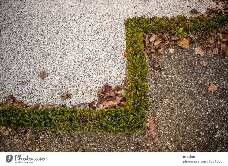 saisonal Herbst Sträucher Park trocken braun grau grün weiß Stufenordnung Hecke Kies Kieselsteine kiesbedeckt Blatt Farbfoto Gedeckte Farben Außenaufnahme