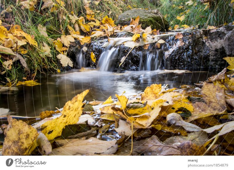 Nur noch runterspülen, dann ist er weg, der Herbst Natur Wasser Blatt Herbstlaub Bach Wasserfall gelb gold Müdigkeit Einsamkeit herbstlich Vergänglichkeit