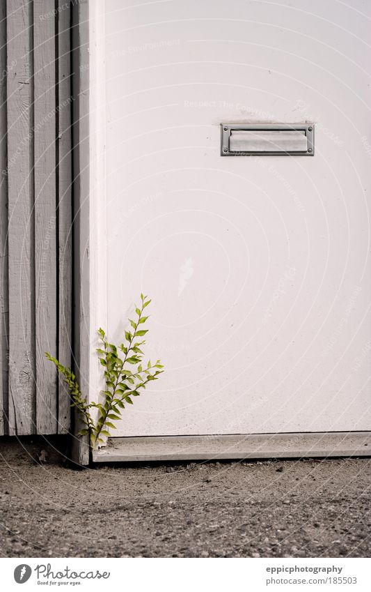 Anlage an der Tür Pflanze Bauwerk Gebäude Briefkasten einzigartig grau grün Willensstärke Entschlossenheit widerstandsfähig Mailslot Farbfoto Außenaufnahme