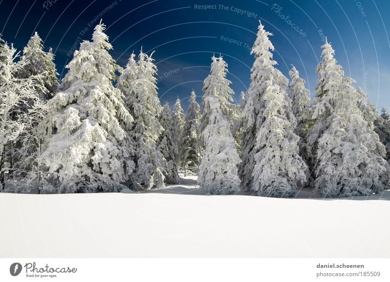Textfreiraum unten Ferien & Urlaub & Reisen Tourismus Winter Schnee Winterurlaub Berge u. Gebirge Natur Wolkenloser Himmel Wetter Schönes Wetter Eis Frost Baum