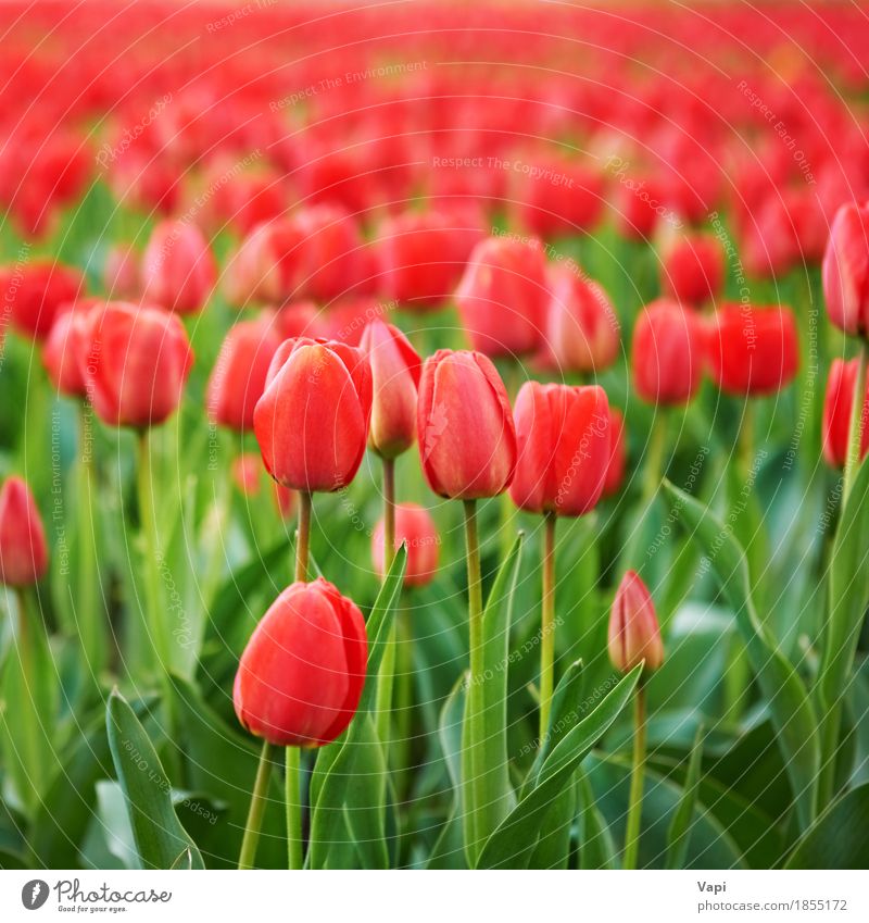 Feld der schönen roten Tulpen Ferien & Urlaub & Reisen Sommer Garten Menschengruppe Natur Landschaft Pflanze Frühling Blume Blatt Blüte Park Wiese Wachstum hell