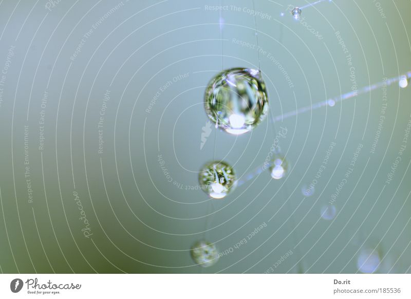 Tröpfsche für ti.Na Wasser Herbst Regen Flüssigkeit Spinnennetz Spinnwebenperlen Farbfoto Gedeckte Farben Außenaufnahme Textfreiraum links Blitzlichtaufnahme