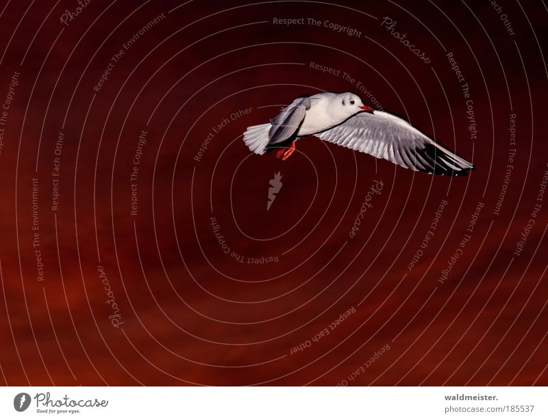 Möwe am Abend Wildtier fliegen ästhetisch Vogel Blitzlichtaufnahme Farbfoto Außenaufnahme Dämmerung