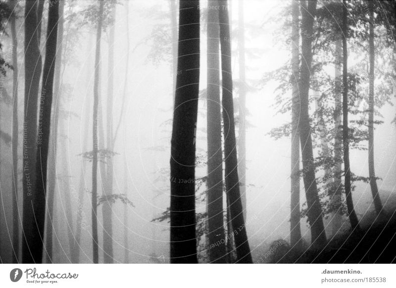 Allgegenwart. Natur Landschaft Erde Herbst Nebel Baum Wald alt beobachten berühren denken entdecken fallen ästhetisch bedrohlich dunkel Gefühle Stimmung