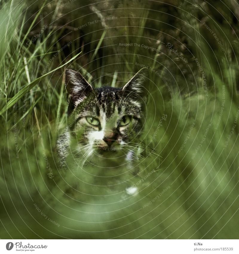 juhu...*100*...juhu Umwelt Natur Pflanze Tier Sommer Herbst Gras Sträucher Haustier Wildtier Katze Tiergesicht beobachten Jagd Blick warten schön Neugier grün