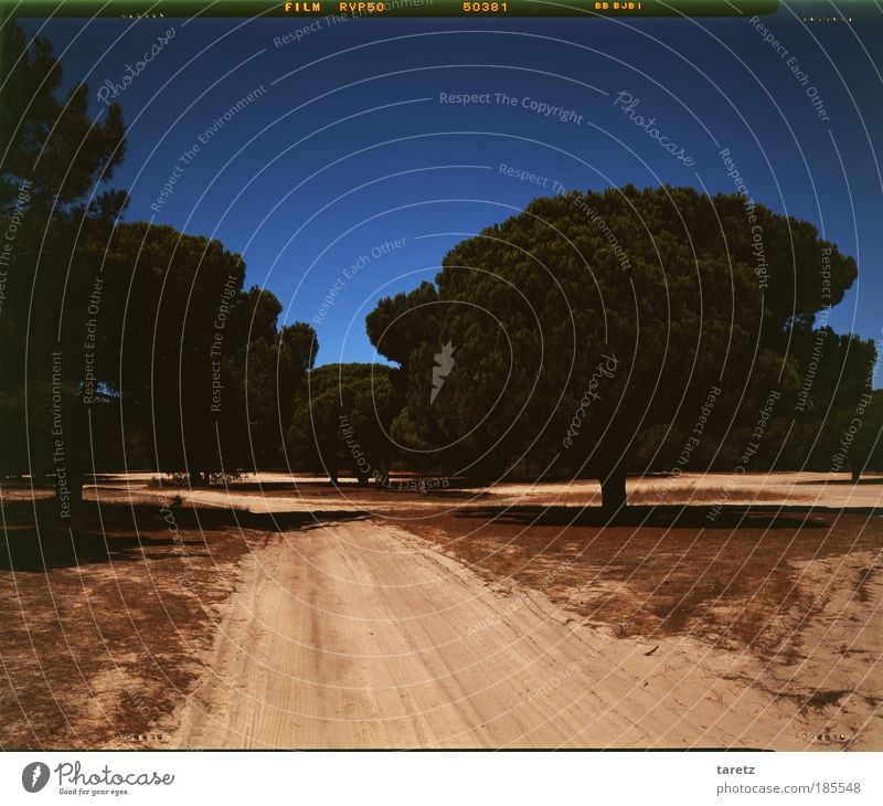 Weg nach vorn Wolkenloser Himmel Schönes Wetter Baum Portugal Wärme Sommer Urlaubsstimmung Schatten Wege & Pfade staubig Sand Vignettierung Großformat Ferne