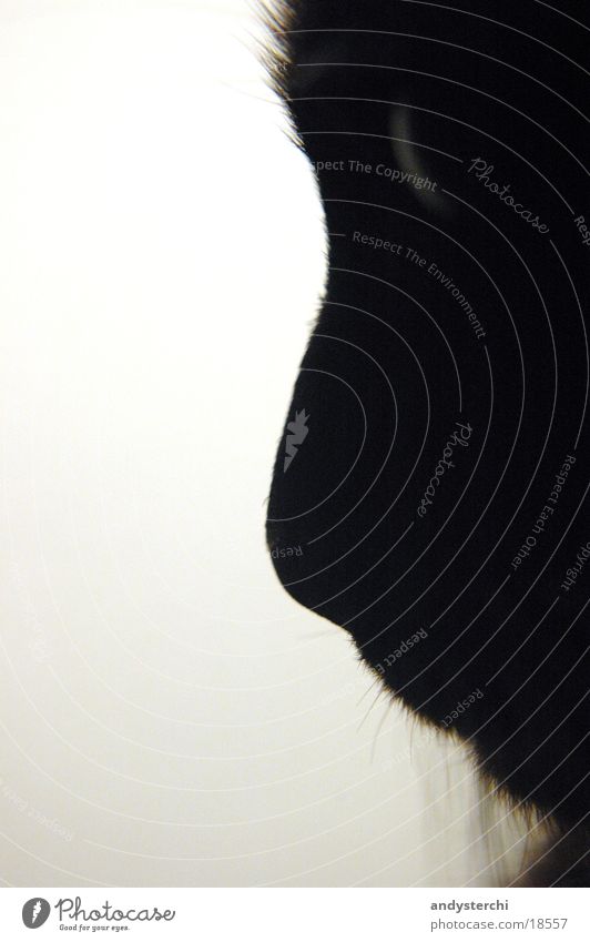 Silhouette Katze Myanmar Schnauze Haustier Fell Verkehr Nase Mund Haare & Frisuren Schatten Auge