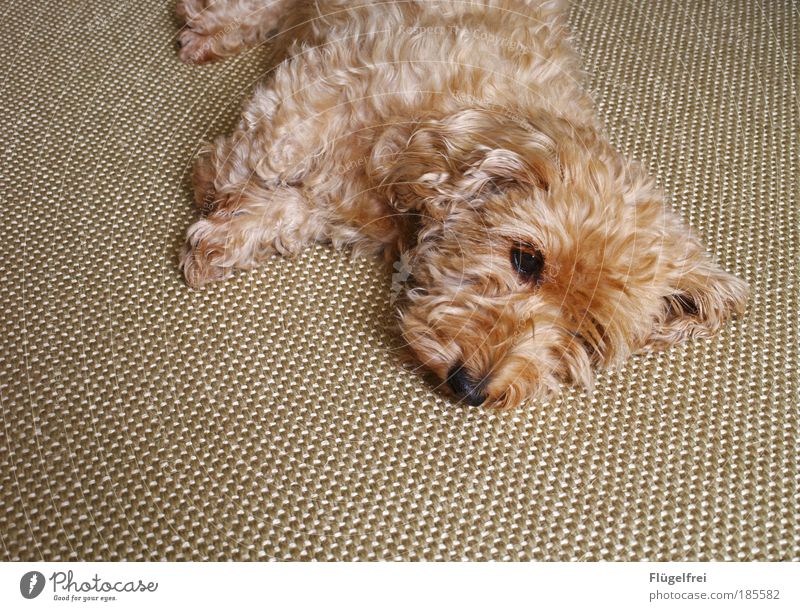 Fellknäuel auf Teppich Haustier Hund 1 Tier klein Dackel gemütlich Anpassung schlafen träumen harmonisch süß niedlich Erholung beige verträumt Boden