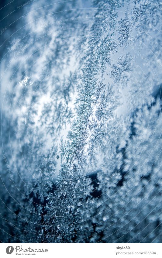 Wintermärchen gefroren kalt Glasscheibe Eisblumen Strukturen & Formen Fensterscheibe Schneeflocke Kristallstrukturen Frost frieren Natur Stern (Symbol) Muster