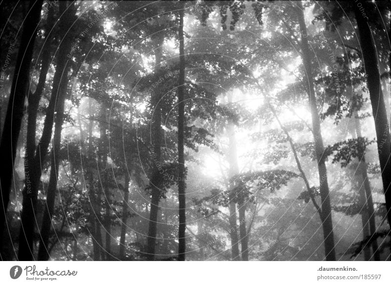 teil des gesamten Natur Landschaft Erde Herbst Nebel Baum Wald alt beobachten berühren Denken entdecken fallen ästhetisch bedrohlich dunkel Gefühle Stimmung