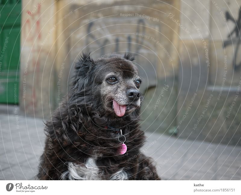 : P Tier Haustier Hund 1 alt sitzen träumen hässlich Stadt braun grau authentisch bescheiden Langeweile Trägheit Senior Zufriedenheit Erholung Farbfoto