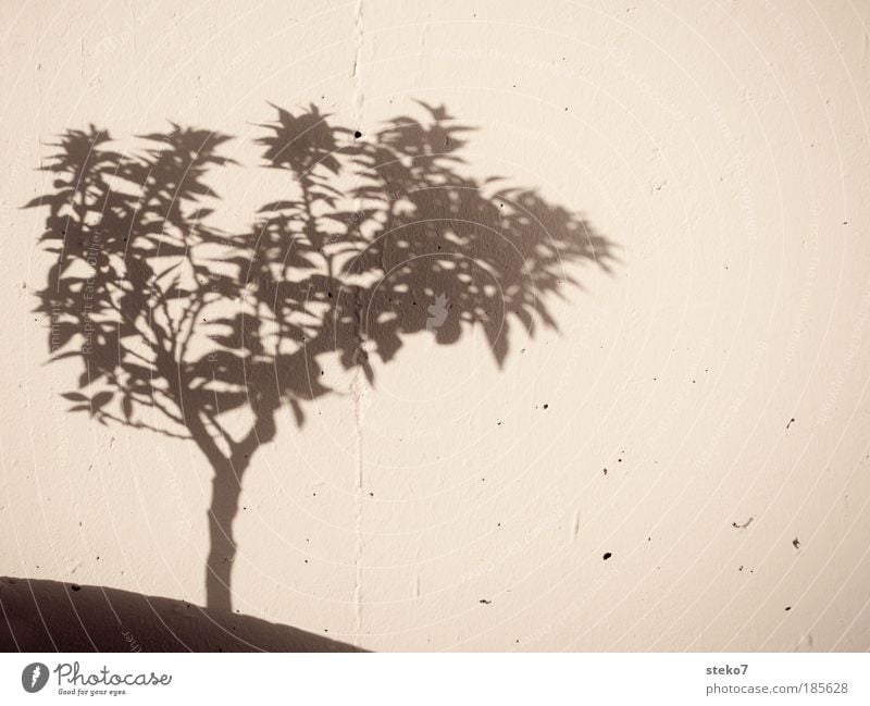 Schattengewächs Natur Pflanze Baum Mauer Wand Wachstum Orangenbaum einfach Schwarzweißfoto Schönes Wetter Wärme mediterran Silhouette