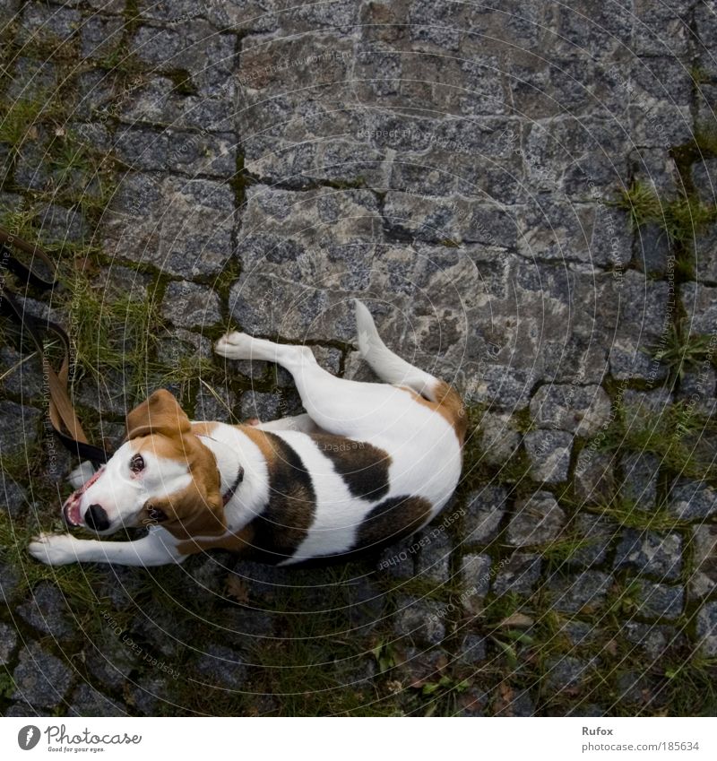 In aller Freundschaft - Kaya elegant Spielen Jagd Rettung Tier Hund 1 liegen ästhetisch muskulös Sicherheit Rettungshund Rettungshundestaffel Suche Beagle