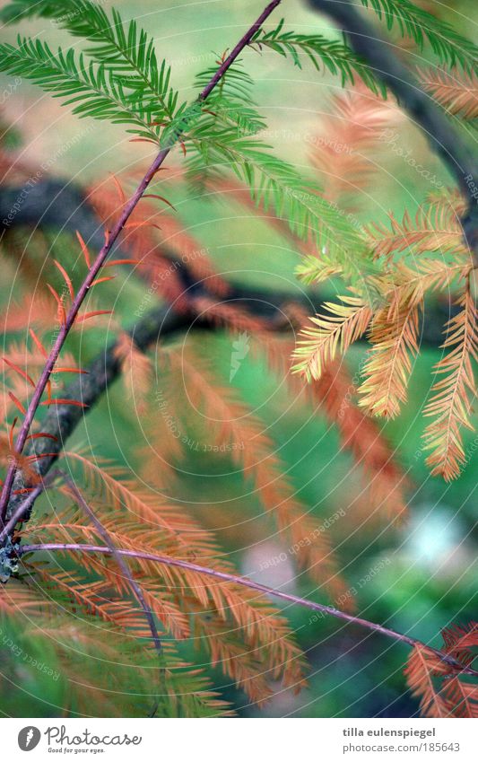 zedern Ausflug Natur Herbst Baum exotisch Park verblüht natürlich wild braun grün rot Farbe Vergänglichkeit färben Nadelbaum Farbfoto Außenaufnahme Muster