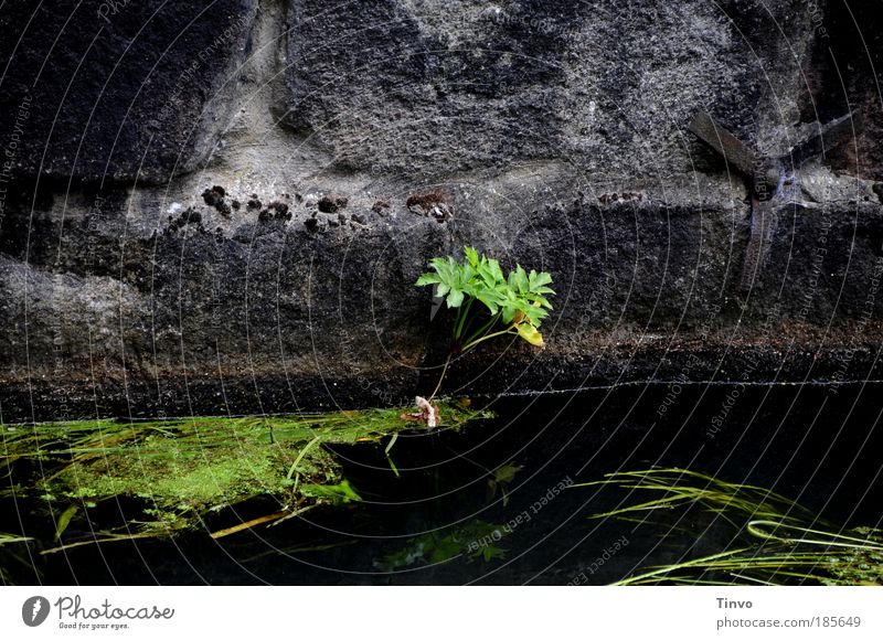 Verliesmeinnicht Pflanze Wildpflanze Bach Fluss frieren Wachstum alt dunkel Flüssigkeit kalt nass unten grün schwarz Tapferkeit Zukunftsangst Endzeitstimmung