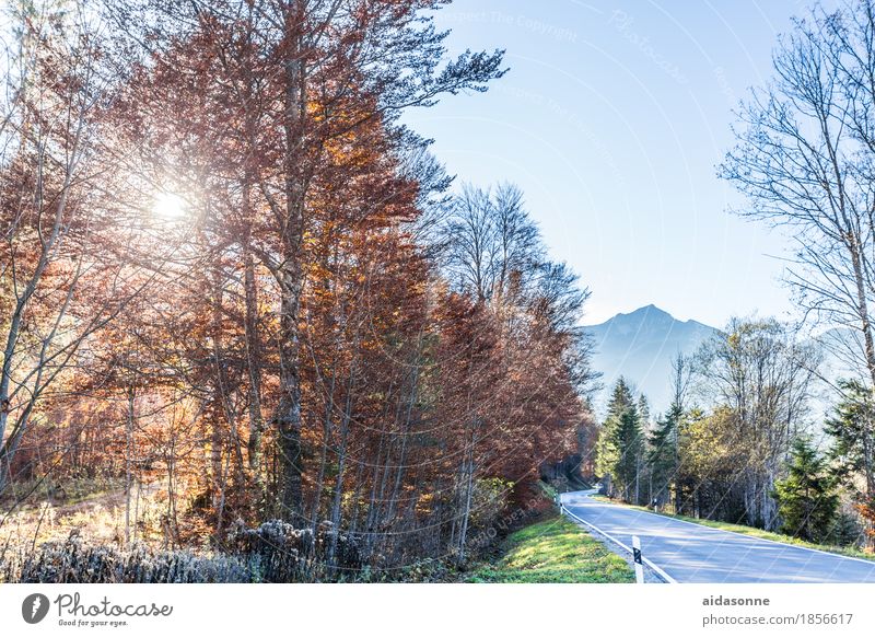 bayern Landschaft Wald Berge u. Gebirge Alpen Verkehrswege Straße Zufriedenheit Romantik friedlich Herbst Farbfoto Außenaufnahme Menschenleer Tag Sonnenlicht