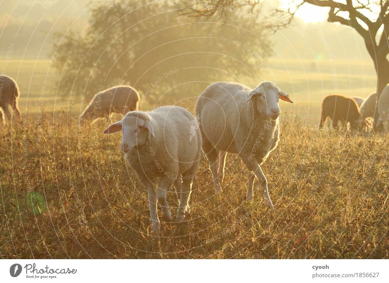 Schafidylle zu zweit Natur Landschaft Wiese Nutztier 2 Tier Tiergruppe Herde Fressen frei Glück weich Zufriedenheit Lebensfreude Erholung Freiheit Frieden